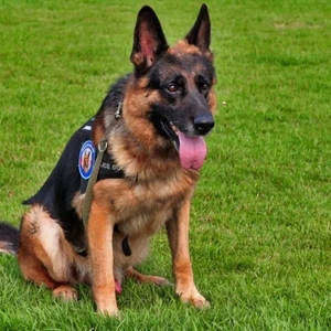 纯种德牧幼犬警犬双血统德国牧羊犬看家护院犬狼狗大型犬宠物犬