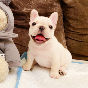 纯种法国斗牛犬幼犬中小型犬家养宠物狗狗活体法斗小狗活物法斗犬