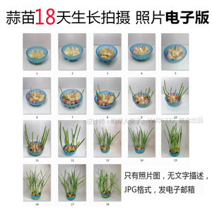 p18大蒜水培植物生长jpg图片素材--蒜苗成长观察记18天照片