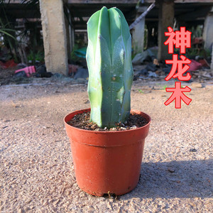 神龙木 沙漠植物蓝色仙人柱室内盆栽招财绿植包邮