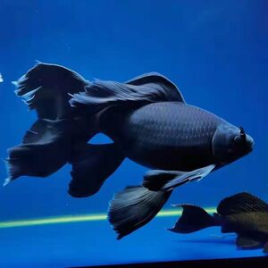 蝴蝶鲤龙凤黑色