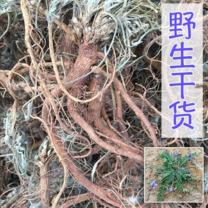 地丁中药材野生紫花地丁萝卜甜地丁根食用米口袋500g老鼠布袋草堂