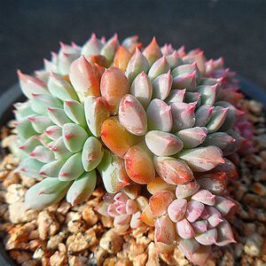 多肉植物莱恩小精灵多肉易爆盆群生多头萌肉肉办公室创意盆栽花卉