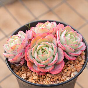 多肉植物奶油黄桃多肉易爆盆群生多头室内阳台花卉绿植盆栽肉肉