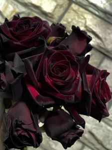 黑色玫瑰花苗