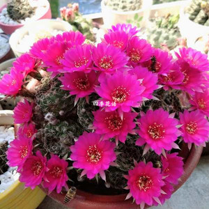 阳春丸仙人球群生超大阳圣丸开花多肉植物盆栽防辐射仙人掌阳春玉