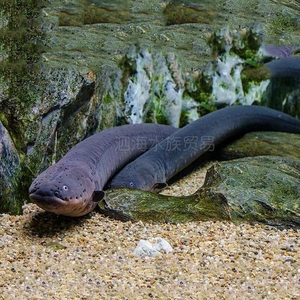南美洲电鳗鱼 发电机鳗鱼黑鬼异型电鳗鱼巨型凶猛大型观赏鱼活体