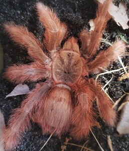巴西巨人金毛0.5-1cm活体蜘蛛宠物温顺超大地栖火玫瑰蜘蛛