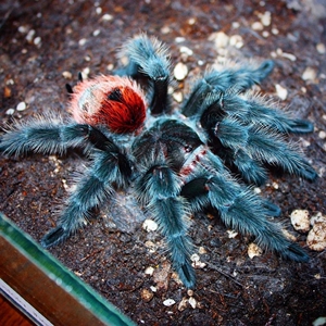 巴西巨人红尾gi高端超高人气宠物蜘蛛捕鸟蛛g属之王