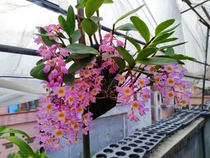 绝美泰国特红灯笼石斛 超级漂亮 个体特红灯笼