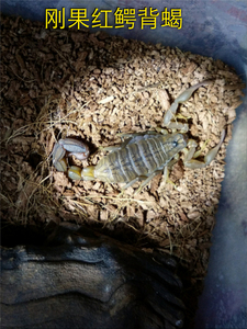 刚果红鳄背蝎单性繁殖  宠物沙漠蝎包邮 新手