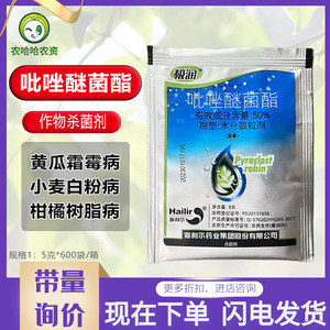 极润50%吡唑醚菌酯水分散粒剂柑橘树树脂病黄瓜霜霉病小麦白粉病