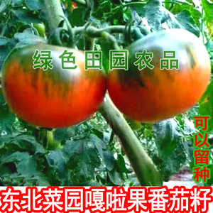 64tb097251227淘宝草莓番茄籽 铁皮柿子种子绿腚水果番茄嘎啦果