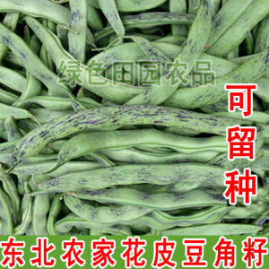 东北农家花皮豆角籽 散装精选 菜园 花皮豆角籽50克