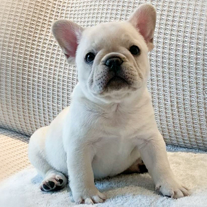 法斗幼犬法国斗牛犬奶油色红牛黑虎斑中小型狗狗活体家养中小型狗