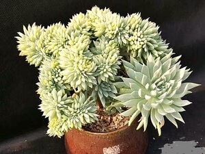 蓝色天使多肉植物清棚大促包邮绿植盆栽防辐射组合套餐大老桩包邮