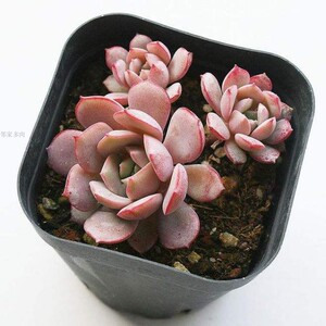 劳伦斯多肉植物大老桩多头群生稀有品种组合盆栽绿植新手好养肉肉