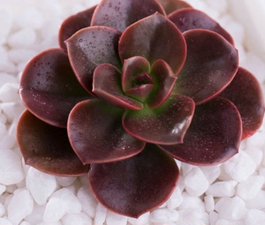 巧克力多肉多肉植物 精品多肉 防辐射吸甲醛净化空气 邻家多肉