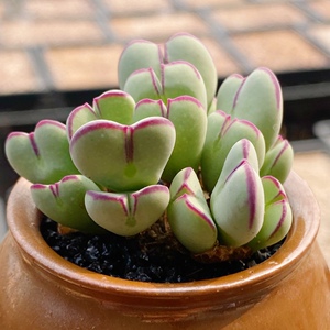 少将赤耳肉锥猴脸肉锥杂,一物一拍 多肉植物 番杏肉锥生石花