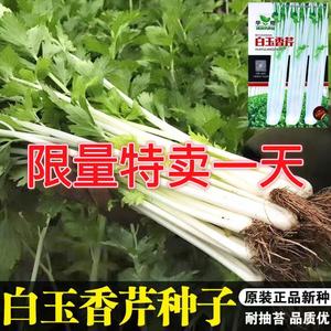 四川白芹菜种子籽白杆芹菜种籽白梗芹菜四季阳台盆栽蔬菜种孑包邮