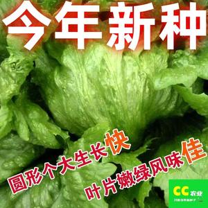 沙拉结球生菜种籽四季秋冬季蔬菜种子圆球生菜包心叶球圆形种子