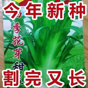 四季花芽甜麦菜种子油麦菜苦荞麦大牙甜麦菜种子老式耐寒