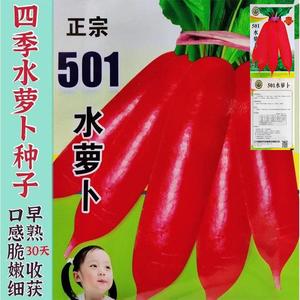 老不糠501水萝卜种子蔬菜种孑春秋季种庭院水果红皮水萝卜种籽