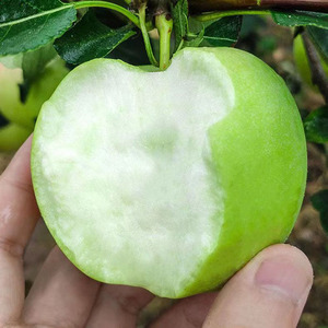 苹果新鲜5斤辽宁农家自产孕妇鲜果玉林白苹果青苹果王林1人付款108