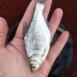 武昌鱼 鳊鱼 三角 团头鲂苗 活体 淡水鱼苗 清波青鱼包邮包活