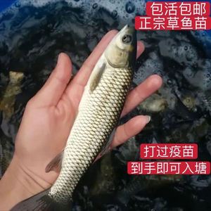 特价优质草鱼青鱼鲫鱼四大家鱼淡水10厘米草鱼 活体鱼苗包邮包活