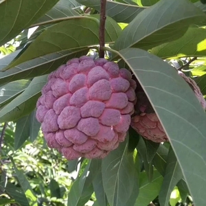 进口新加坡新品种实生红皮释迦果佛头果番荔枝凤梨果树苗盆栽真苗