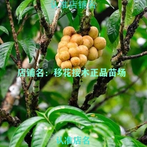 龙宫果种植条件图片