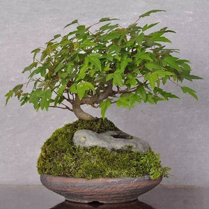 日本小叶红芽三角枫唐枫熟桩素材桩新手练手入门盆景微型小品盆栽