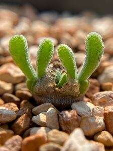 惜缘多肉花坊 小兔子碧光环多肉 枝干番杏科 实拍 一物一拍