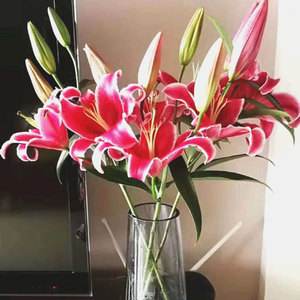 云南基地直发黑美人卡瓦纳红百合香水百合一扎10支家庭插花大花包