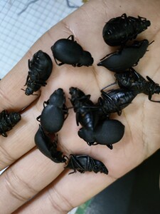 地胆虫云南野生臭壳子虫臭屁虫琵琶甲虫高脚虫香姑娘虫