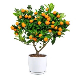 小金桔树盆栽四季桔室内好养绿植橘子桔子招财观赏盆景树开店送礼