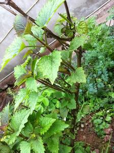 秒杀新鲜藿香四川鱼香 叶菜有苗种荷霍香草五香叶大茴香蘸豆花泡