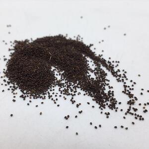 秒杀野生蛤蟆草种子癞蛤蟆草籽荔枝草籽1包几百粒散装散装农产品