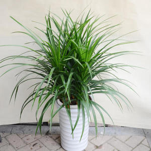 龙铁树盆栽植物 室内盆栽花卉绿植 龙须兰 龙须铁 净化空气植
