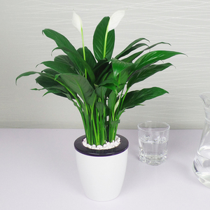 美酒白掌水培精品植物盆景办公室盆栽一帆风顺懒人花卉室内绿植