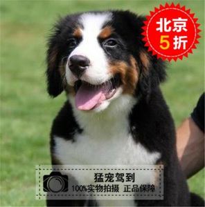 纯种大型圣伯纳犬幼犬活体巨型救援犬北京出售茶杯博美俊介贵宾犬