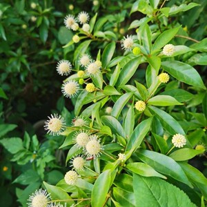 广西野生水杨梅木500g包邮小叶杨柳水石榴 串鱼木 水团花鲜品全草