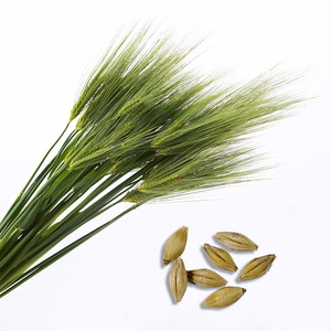 大麦粒带皮有壳大麦农家五谷杂粮麦子粒250克结婚搬家用五谷杂粮