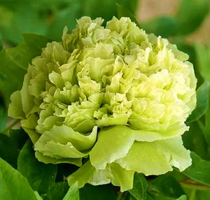 豆绿牡丹菏泽牡丹花大苗绿色包菜型户外地栽盆栽不带土裸根白礼物