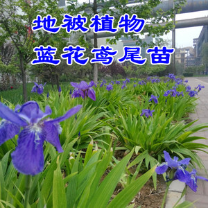 新品庭院道路绿化苗木耐湿蓝花鸢尾苗耐荫矮生地被植物多年生花卉