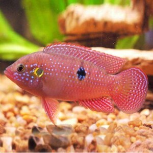 【红球鱼】红球鱼品牌,价格 - 阿里巴巴