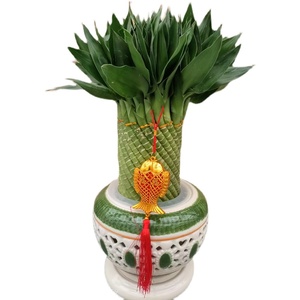 编织富贵竹塔竹水培植物花卉水养发财转运竹客厅室内带根盆栽