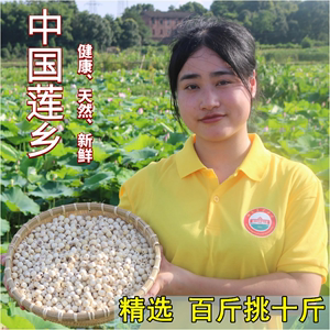 新货湘潭特产无芯白莲农家自产干货去芯磨皮白莲子寸三莲湘莲500g