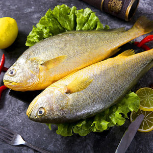 连云港鲜活速冻大黄鱼黄花鱼每条一斤左右,3条89元顺丰包邮
